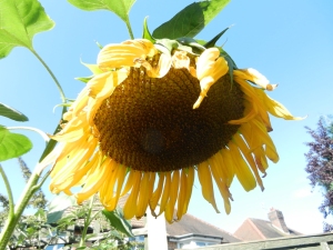 drooping sunflower