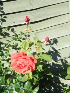 My last 3 roses